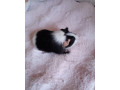 posledne-morciatko-samicka-small-1