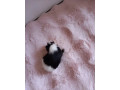 posledne-morciatko-samicka-small-2