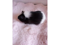posledne-morciatko-samicka-small-0