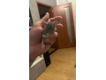 mlade-potkany-small-2