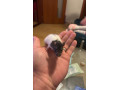 mlade-potkany-small-1