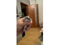 mlade-potkany-small-3