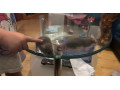 mlade-potkany-small-4