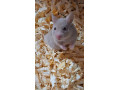 skrecok-syrsky-small-0
