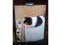morske-prasiatko-small-0