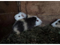 morske-prasiatka-small-2