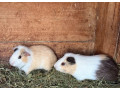 morske-prasiatka-small-0