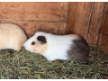 morske-prasiatka-small-1