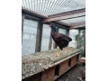shamo-bojovnica-small-0