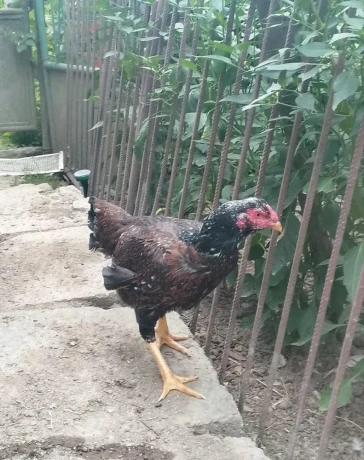shamo-bojovnica-big-1