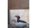 kacicka-mandarinska-small-0