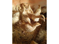 predam-morky-na-dalsi-chov-small-0