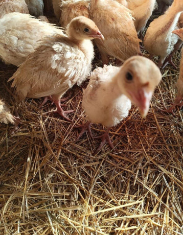 predam-morky-na-dalsi-chov-big-1