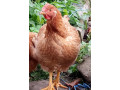 sliepky-kalimero-red-small-0