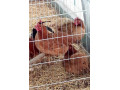 sliepky-kalimero-red-small-1