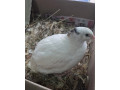 kohuty-prepelice-texas-small-0