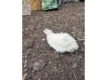 kohuty-prepelice-texas-small-1