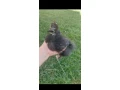 4-kuriatka-hodvabnicky-small-0