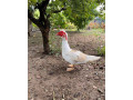 predam-pyzmoveho-kacera-small-0