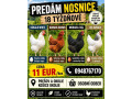vysokoznaskove-nosnice-small-0