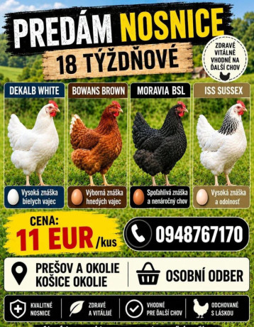 vysokoznaskove-nosnice-big-0