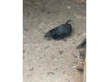 predam-small-1