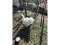 kohut-small-0