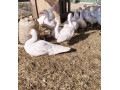 predam-cinske-kacice-small-0