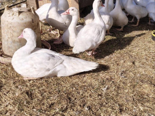 predam-cinske-kacice
