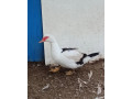 cinske-kacice-small-3