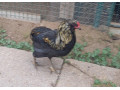 araukana-kohuty-small-0