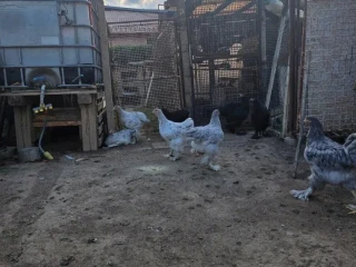 brahmanky
