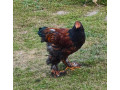 kohut-na-predaj-small-0