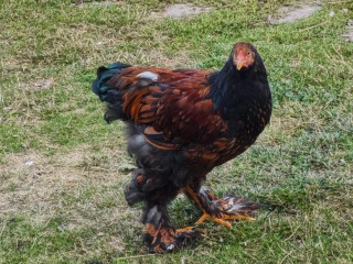 kohut-na-predaj