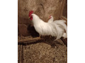 leghorn-small-1