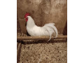 leghorn-small-0