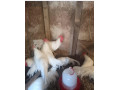 leghorn-small-2