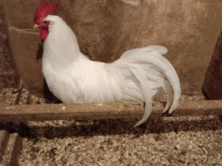 leghorn