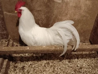 leghorn
