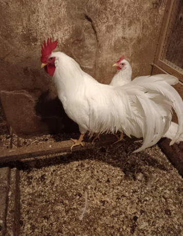 leghorn-big-1