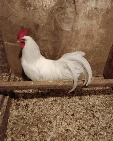 leghorn-big-0