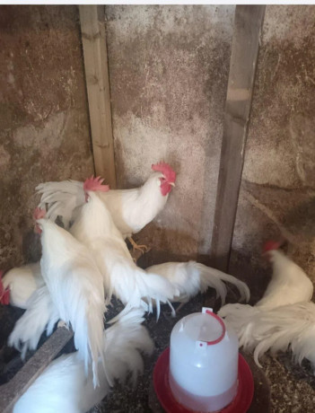 leghorn-big-2