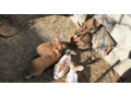 predam-kraliky-small-1