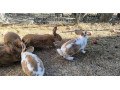 predam-kraliky-small-3