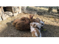 predam-kraliky-small-4