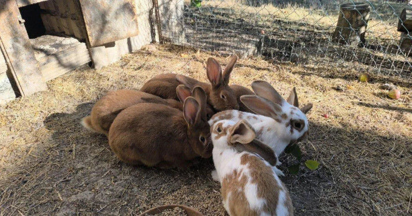predam-kraliky-big-4