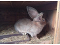 belgicke-obry-small-0