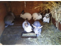 kraliky-na-chov-small-1