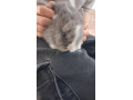 teddy-zajacik-small-1