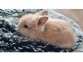 teddy-zajacik-small-0
